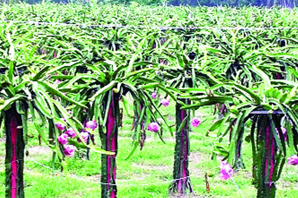 পঞ্চগড়ে চাষ হচ্ছে ড্রাগন