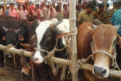 সিলেট নগরীর উন্মুক্ত ৩ স্থানে বসছে কোরবানির পশুর হাট