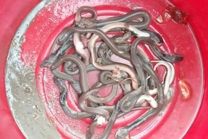 ধামরাইয়ে গোখরা সাপের সঙ্গে বসবাস