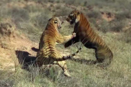 ভয়ঙ্কর লড়াইয়ে লিপ্ত দুই বাঘ, ভিডিও ভাইরাল