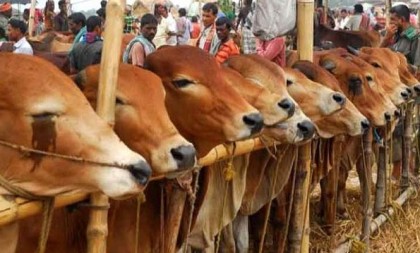 ঢাকা-গাজীপুর-নারায়ণগঞ্জ-চট্টগ্রামে পশুর হাট না বসানোর প্রস্তাব