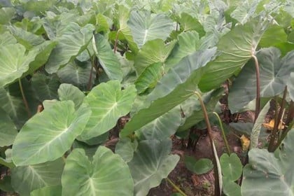 ঠাকুরগাঁওয়ের কচু চাষিদের মুখে হাসি