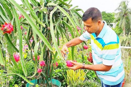 নজর কেড়েছে খাইরুল-দিলরুবা দম্পতির ছাদকৃষি