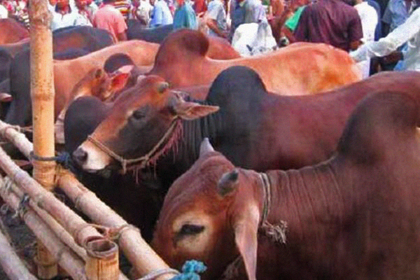 ডিএসসিসির যে ৫ স্থানে বসবে অস্থায়ী পশুর হাট