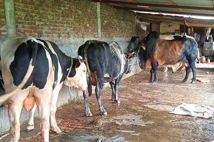 দিনাজপুরে কোরবানির জন্য ৫৯ হাজার পশু উদ্বৃত্ত 