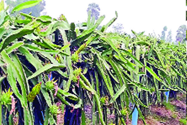 ড্রাগন ফলের বিপ্লব রঙিন নওগাঁ