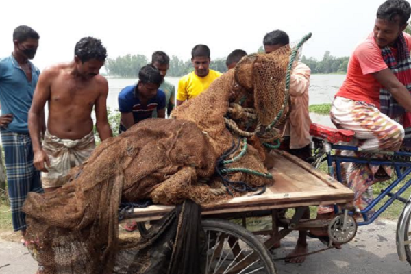 চলনবিলে সোঁতিজালের অবৈধ বাঁধ উচ্ছেদ, জাল উদ্ধার