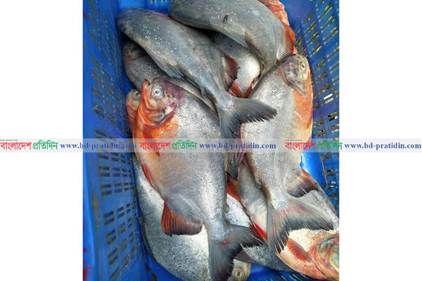 তালতলীতে ১০ কেজি নিষিদ্ধ পিরানহা মাছ উদ্ধার