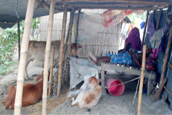 বগুড়ায় বন্যায় গরু ছাগল নিয়ে এক ঘরে অবস্থান