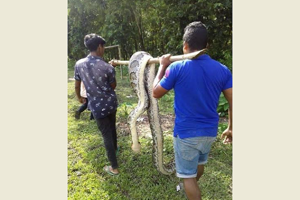 অজগর মেরে ফেসবুকে পোষ্ট, ক্ষুব্ধ পরিবেশবাদীরা