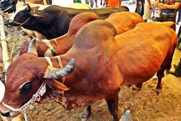 একটি পশু কিনতে হাটে দু’জনের বেশি নয়