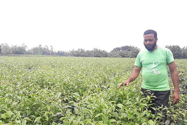 ধানের জেলা দিনাজপুরে চা চাষ বাড়ছেই