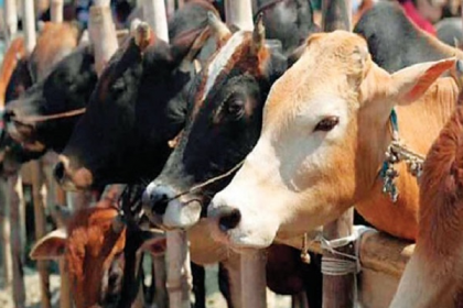বরিশালে এবার কোরবানির পশুর অস্থায়ী হাট বসছে না
