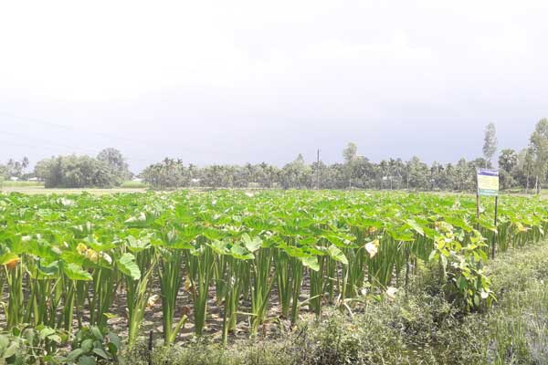 খানসামায় লতিরাজ কচু চাষে সাফল্য