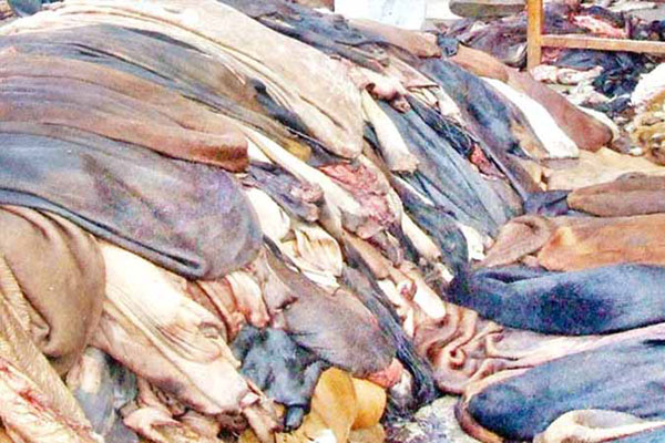 কোরবানির পশুর চামড়া সংরক্ষণে লবণ সরবরাহ নিশ্চিত করার উদ্যোগ বিসিকের