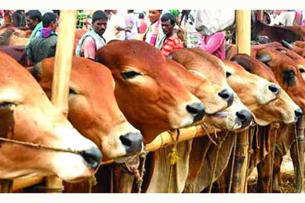 ডিএসসিসিতে আরও ৬টি পশুর হাটের অনুমোদন