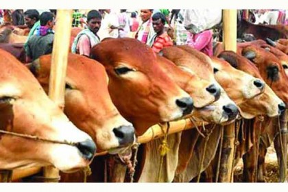 ডিএসসিসিতে আরও ৬টি পশুর হাটের অনুমোদন