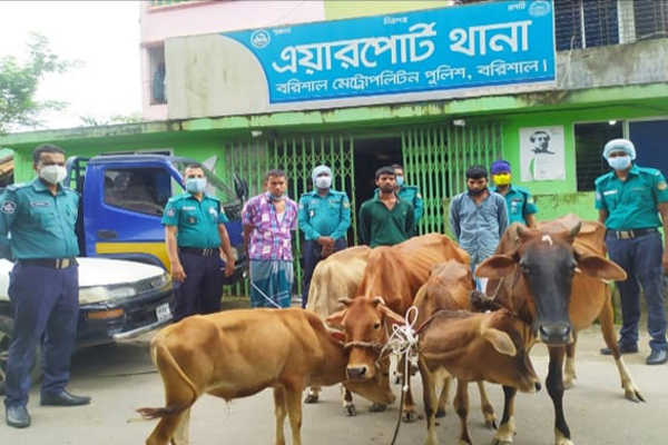 বরিশালে চোরাই গরুসহ গ্রেফতার ৩
