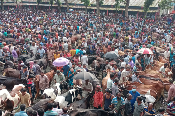 বগুড়ার সোনাতলার হাটে গরু-ছাগলের তুলনায় ক্রেতা কম