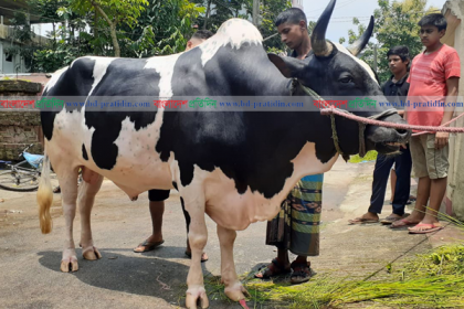 সিলেটের কাজির বাজারে উঠছে ১৫ লাখ টাকার 'বাদশা'
