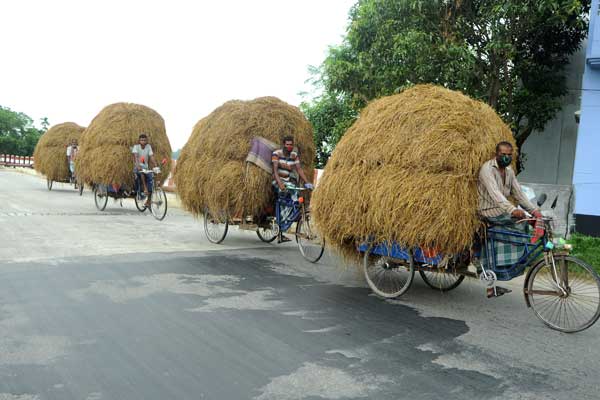 বন্যায় গবাদি পশু খাদ্যের চরম সংকট