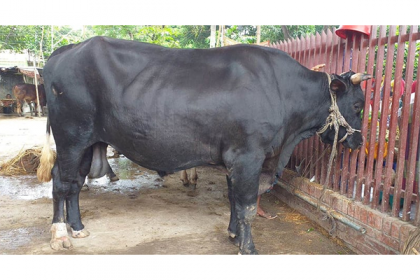 কেরানীগঞ্জের আমবাগিচা পশুর হাটের প্রধান আকর্ষণ কালো মানিক