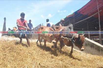 চট্টগ্রামে ক্রেতা সংকটে কোরবানির পশুর বাজার