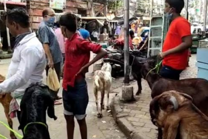 করোনার কারণে কলকাতার পশুর হাটগুলো ফাঁকা  