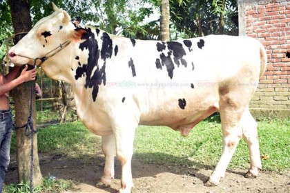 'বীর বাহাদুরের' দাম হাঁকালেন সাড়ে ৮ লাখ টাকা!