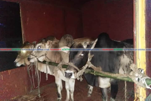 কমলাপুরে গরু এসেছে ট্রেনে