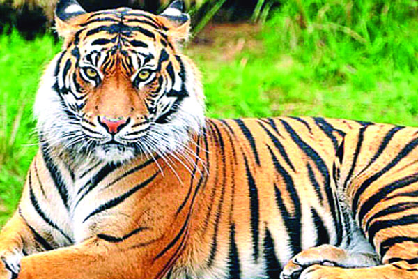 আজ বিশ্ব বাঘ দিবস