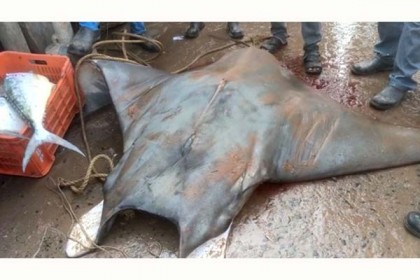 জেলের জালে ধরা পড়ল ৮০০ কেজি ওজনের মাছ!