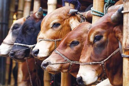 রাজধানীর পশুর হাটে মনিটরিং টিমের কার্যক্রম শুরু