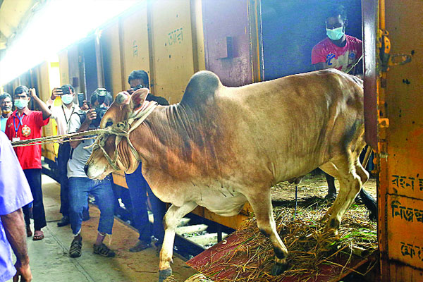 ট্রেনে চড়ে গরু এলো ঢাকায়
