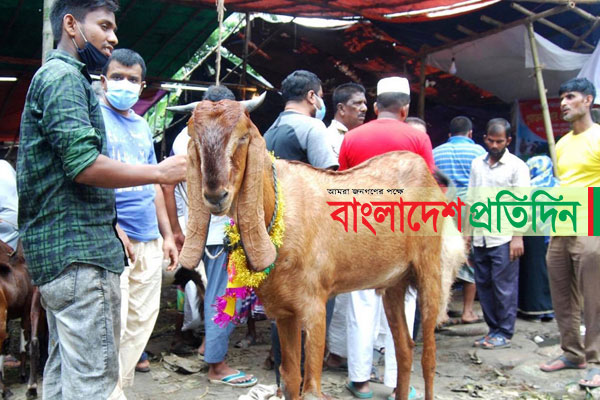 গরু না পেয়ে ছাগলে ঝুঁকছেন ক্রেতারা