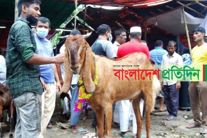 গরু না পেয়ে ছাগলে ঝুঁকছেন ক্রেতারা