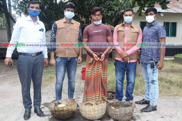 সুন্দরবন থেকে পাচার হওয়া ৩০টি কচ্ছপসহ আটক ১