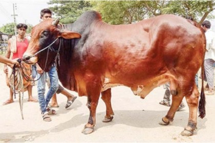 সিলেটে ঈদের দ্বিতীয় দিনেও পশু কোরবানি