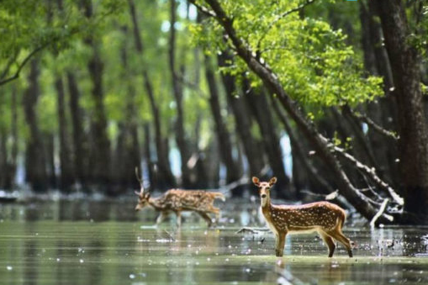 সুন্দরবনে অনুপ্রবেশ, ঢাকা উত্তর ছাত্রলীগের সভাপতিসহ ৪৩ নেতাকর্মী আটক