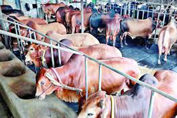 করোনা ও বন্যায় ৫ শতাংশ কমে দেশে কোরবানি ১ কোটি পশু