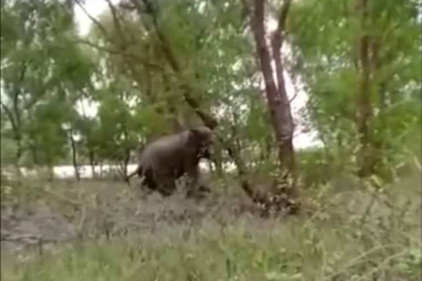 মিয়ানমার থেকে নদী দিয়ে বাংলাদেশে অনুপ্রবেশ করছে হাতি