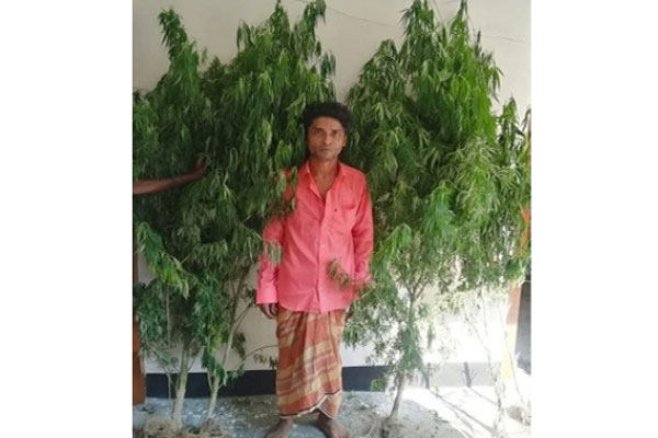 বগুড়ায় গাঁজার গাছসহ আটক মাদক ব্যবসায়ী