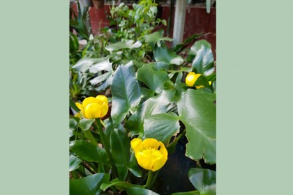বিলুপ্ত ফুল স্বর্ণ কুমুদ