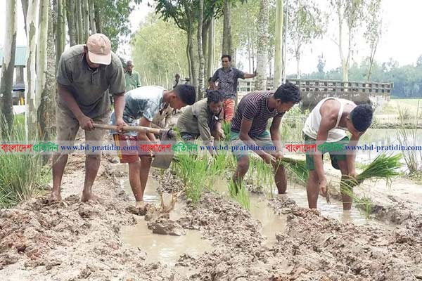 ঠাকুরগাঁওয়ে কাঁচা রাস্তায় ধানের চারা লাগিয়ে প্রতিবাদ