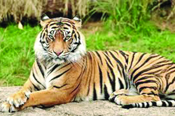 সারা বনে ছড়িয়ে দেওয়া হবে বাঘ