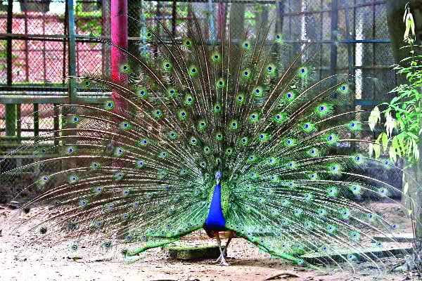 পেখম তোলা ময়ূর