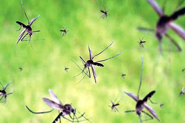এ মাসেই আসছে মশা নিধনের নতুন ওষুধ গ্র্যানিউলস