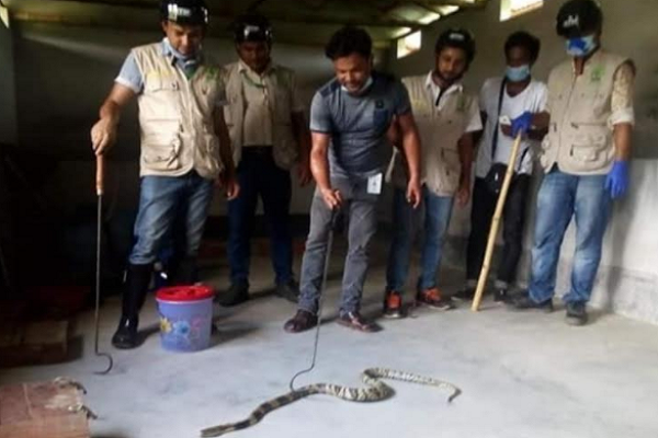 নাটোরে ৪৯টি বিষধর সাপ উদ্ধার, খামার মালিককে জরিমানা