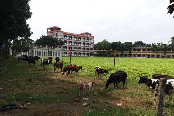 কলেজ মাঠে ঘাস চাষ! 