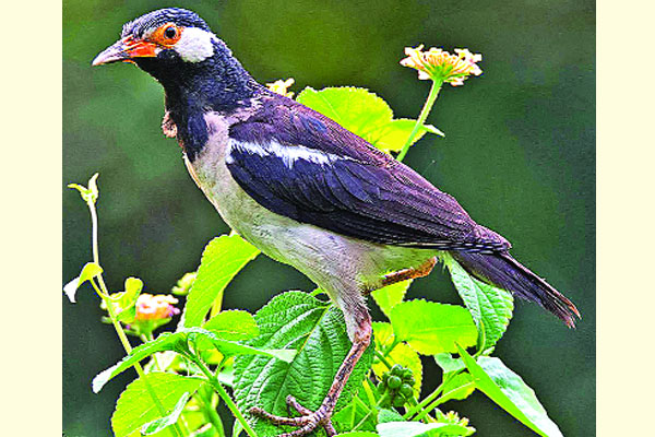 গো-শালিক বা গোবরে শালিক